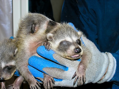 baby raccoons